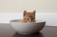 Picture of ginger kitten hiding in large bowl