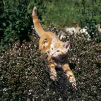 Picture of ginger kitten pouncing in heather