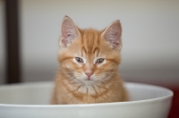 Picture of ginger kitten sitting in large bowl looking at camera