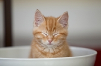 Picture of ginger kitten sitting in large bowl with eyes closed