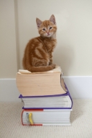 Picture of ginger kitten sitting on books