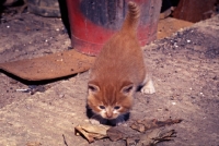 Picture of ginger kitten sniffing burnt paper