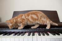 Picture of ginger kitten walking across piano keys