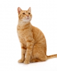Picture of ginger non pedigree cat