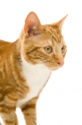 Picture of ginger tabby cat isolated on a white background