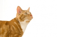 Picture of ginger tabby cat isolated on a white background