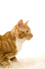 Picture of ginger tabby cat looking ahead