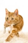 Picture of ginger tabby cat looking very focused 