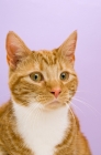 Picture of ginger tabby cat portrait on a purple background