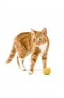 Picture of ginger tabby cat with toy isolated on a white background