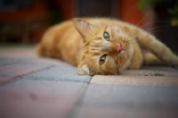 Picture of ginger tabby laying on pavement looking cute