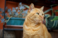 Picture of ginger tabby sitting outside in front of flowers