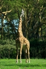 Picture of giraffe eating leaves