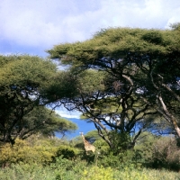 Picture of giraffe in lake manyara np,africa