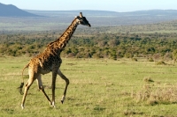 Picture of giraffe in masai mara nature reserve