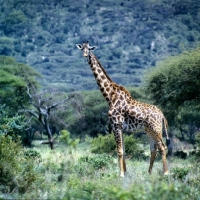 Picture of giraffe looking at camera in lake manyara np