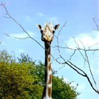 Picture of giraffe looking at camera