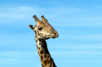 Picture of giraffe portrait