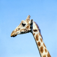 Picture of giraffe, side view portrait