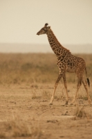 Picture of Giraffe walking in Amboseli, Kenya