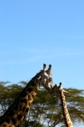 Picture of giraffe with child