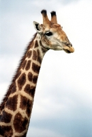 Picture of Giraffe