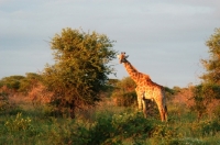 Picture of Giraffe