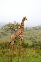 Picture of Giraffe