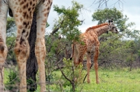 Picture of Giraffe