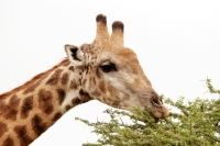 Picture of Giraffe