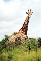 Picture of Giraffe