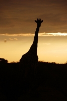 Picture of Giraffe