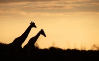 Picture of Giraffe