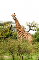 Picture of Giraffe