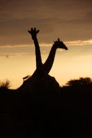 Picture of Giraffe