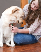 Picture of girl brushing a Labrador