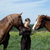 Picture of girl feeding grass to two Finnish Horses