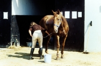 Picture of girl grooming a horse at pony club camp