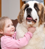 Picture of girl holding on to a Saint Bernard