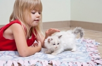 Picture of girl lying down with Ragdoll kitten
