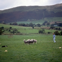 Picture of girl shepherd working border collie on 'one man and his dog' , lake district