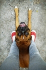 Picture of Girl standing over Boxer