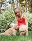 Picture of girl with two golden retriever puppies