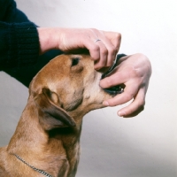 Picture of giving a lurcher a pill