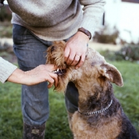 Picture of giving a pill to a dog