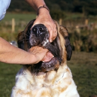 Picture of giving a pill to a st bernard
