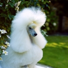 Picture of glamorous champion miniature poodle head study