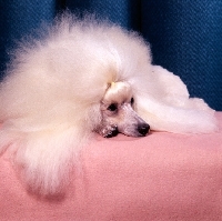 Picture of glamorous miniature poodle, ch miradel camilla