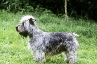 Picture of glen of imaal standing on grass