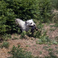 Picture of glen of imaal terrier carrying rabbit skin